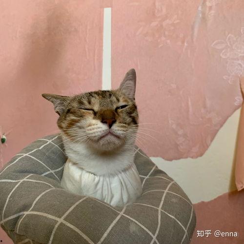 娱乐吃瓜酱三花猫,娱乐吃瓜酱的趣味生活揭秘