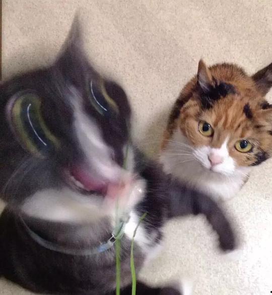 娱乐吃瓜酱三花猫,娱乐吃瓜酱的趣味生活揭秘