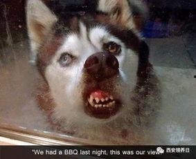 二哈吃瓜娱乐圈小说,娱乐圈的欢乐盛宴