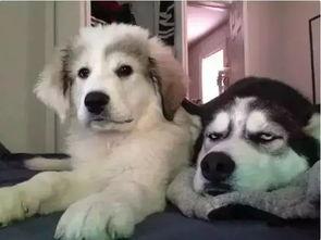 二哈吃瓜娱乐圈小说,娱乐圈的欢乐盛宴