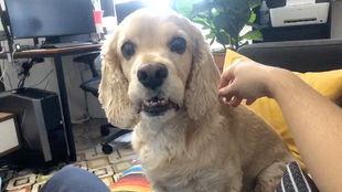 吃瓜网每日大赛困困狗,吃瓜网每日大赛的萌宠明星