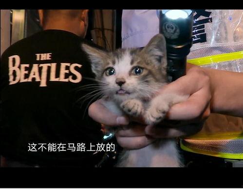 娱乐吃瓜酱小猫吵架,揭秘背后真相
