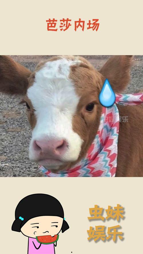 驴系青年娱乐吃瓜酱